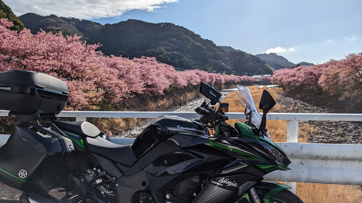 Nin650G's tweet photo. 河津桜をみに伊豆へ

#河津桜まつり 
#河津桜 
#河津町 
#伊豆 
#Kawasaki 
#Ninja1000SX https://t.co/0fKfmeB5zT