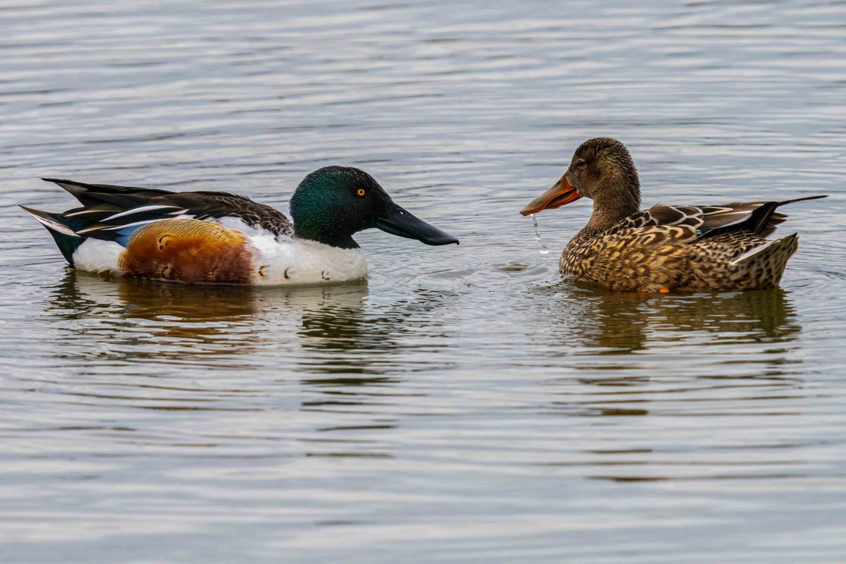 Boy meets girl. 
#Birds #birdwatching #birdphotography