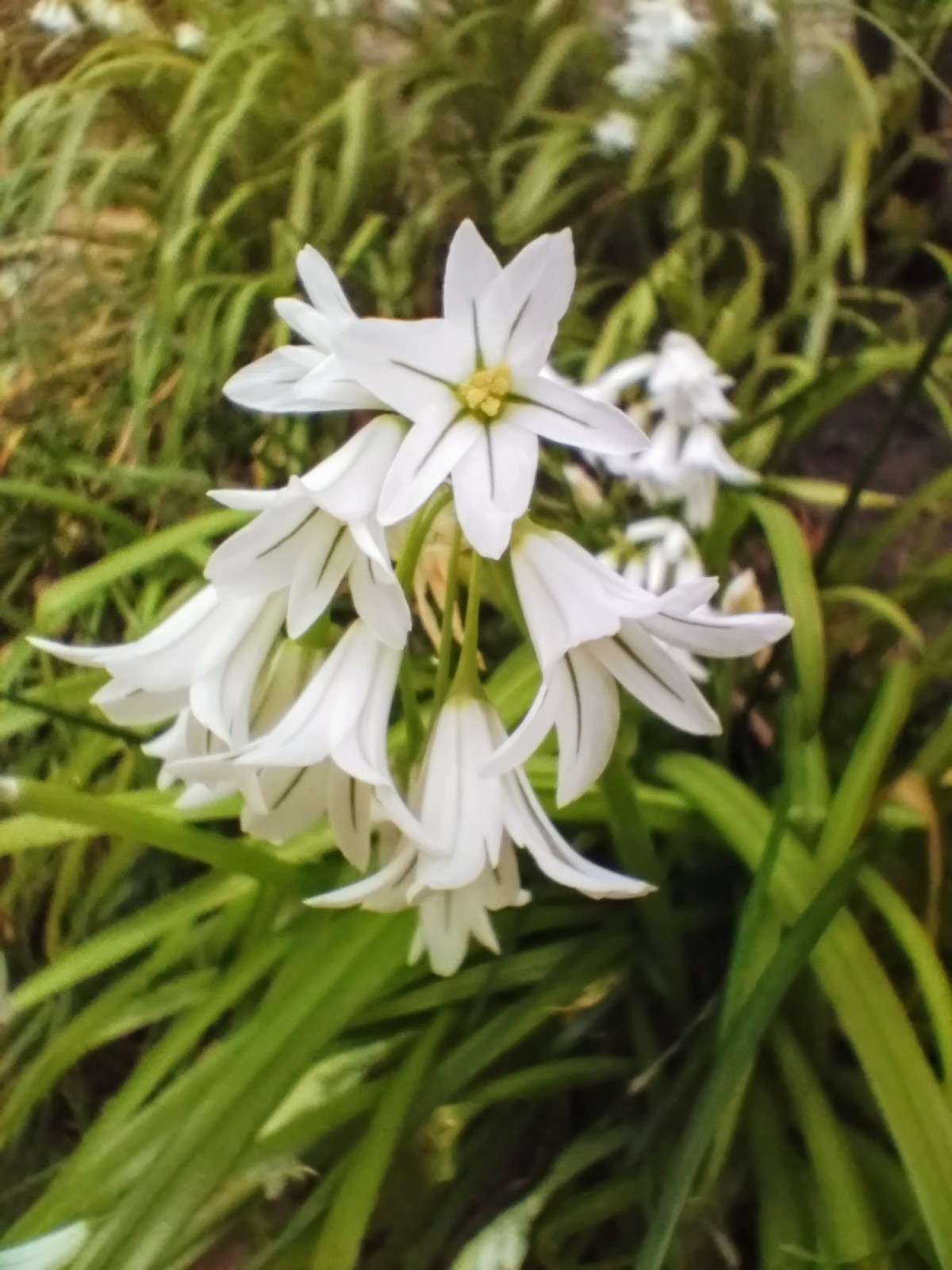 ともえ🌳🌻 (@3484y7A5Hw64852) / X