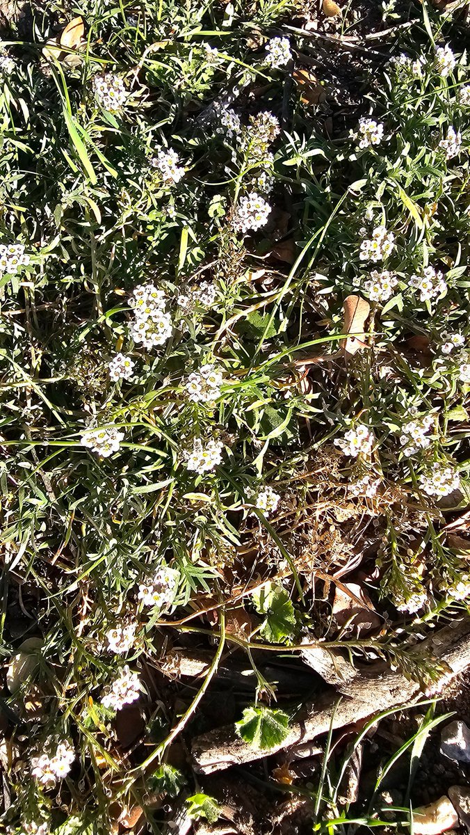 PhilippeRando's tweet photo. Le #PointFloraison des Bouches-du-Rhône: sur les versants sud, ça démarre bien (début février) 

romarin                     genêt
fausse-roquette     lobulaire https://t.co/RAbugPdLut