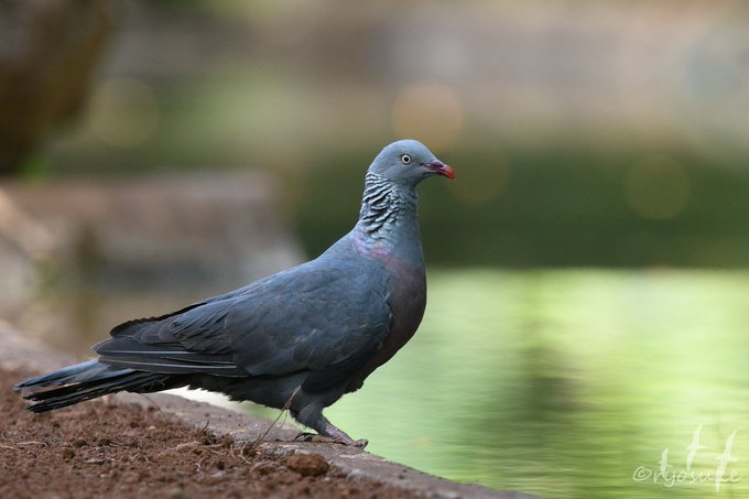 a_london_pigeon's tweet image. Dahling shall we try the pleasure periphery this year? Madeira? 
.
Trocaz Pigeon (Columba trocaz), differs from the Common Woodpigeon with its darker slate colour, also silvery grey neck patches meet at back of neck #Madeira #Atlantic #endemic 
📷  ﾘｮ  @Daption_r