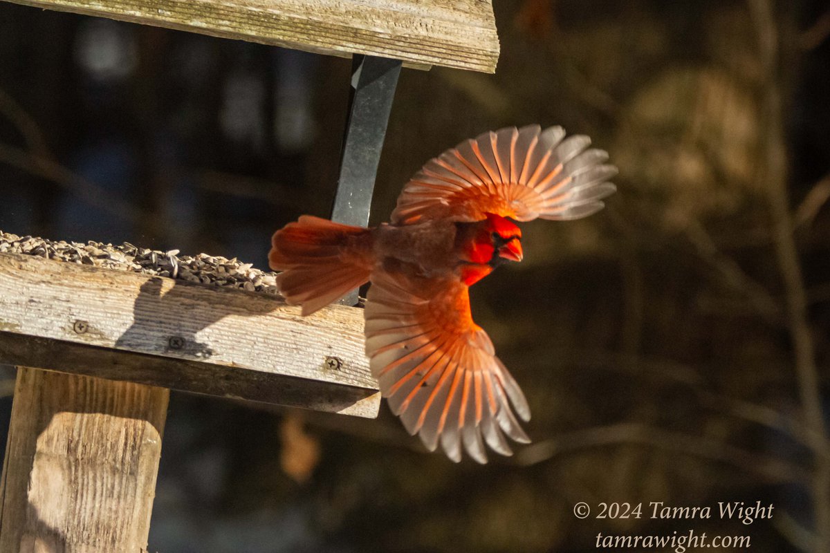 TamraWight's tweet photo. Cardinals are a thing of beauty in any season!
Did you know they get their red coloring from their food?
#cardinal #Mainebirding #Mainewinter https://t.co/bzhgKSRE2X