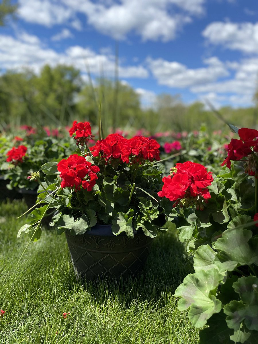 With warmer temperatures over the next few days and plenty of sunshine, why not place your flower and plant order for spring! ☀️🌺🌼

Share the link with family and friends, you do not need to attend the school to place an order. 

…nd-plant-sale-2024-copy.cheddarup.com