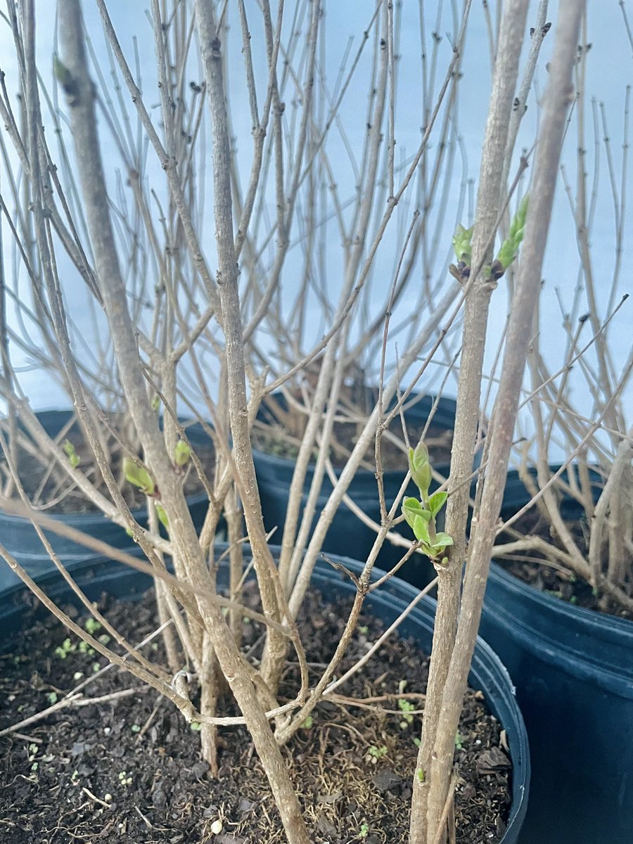 First leaf of lilac at our greenhouse experiment! 🍃 Spring is coming! 🌸 🌸 #phenology #greenhouseVU #tree #spring