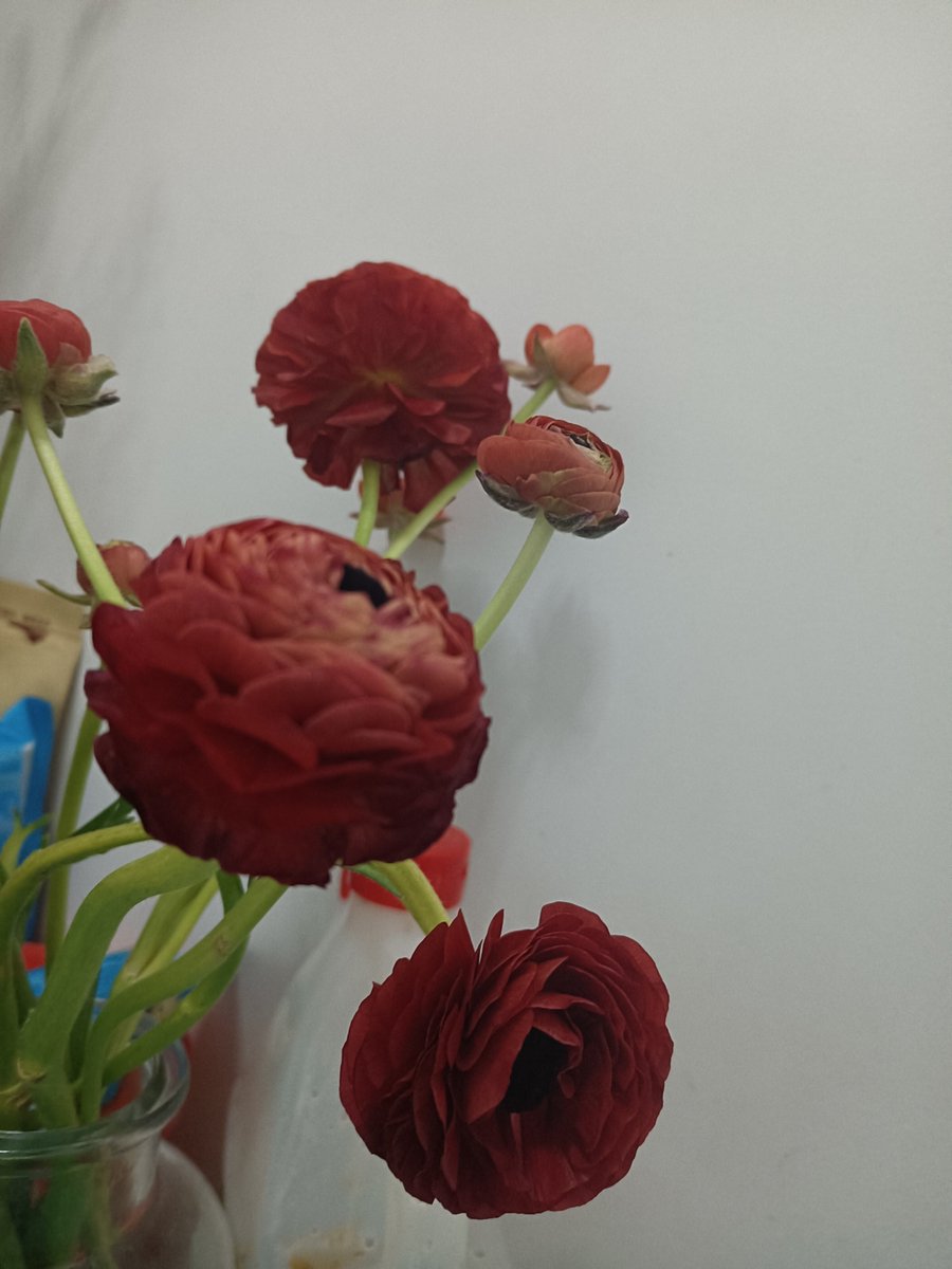 love88500's tweet image. 花开富贵！