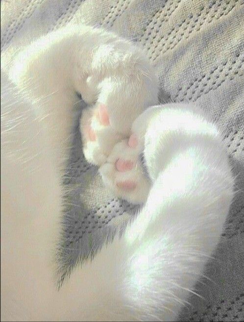 catfashpt's tweet photo. 🐈 https://t.co/rZ7hYTvTCV