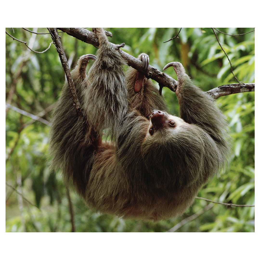 kontikiX's tweet photo. Walking through Manuel Antonio National Park, the lethargic grace of a sloth becomes a symbol of the park’s untouched beauty. #AboveSeaLevel #SmallLuxuryHotels https://t.co/3tEhGk42Gf