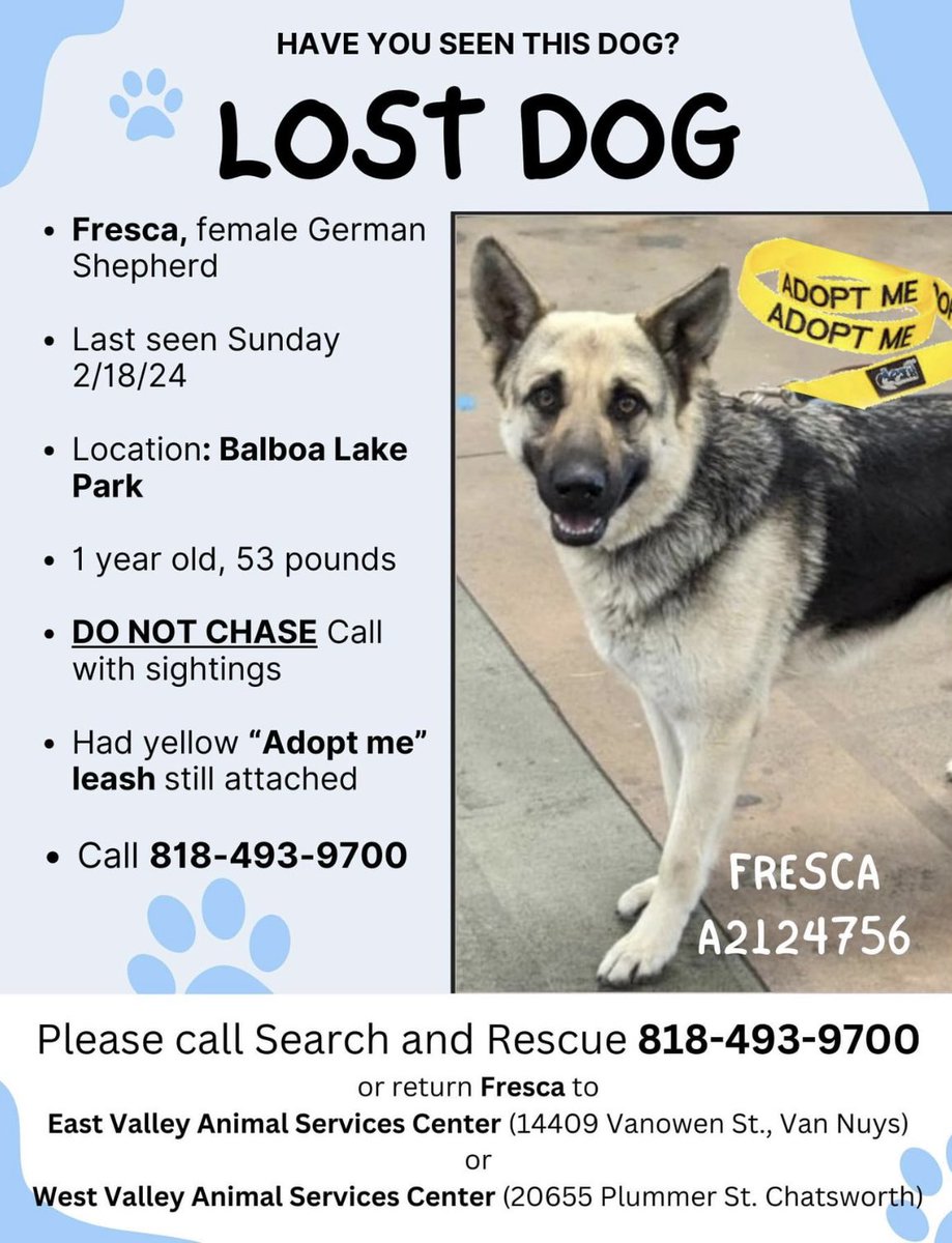 AttyPrnzs's tweet photo. Lost dog. Still in Balboa Lake area. #lostdog #balboalakepark #balboalake #vannuys #eastvalleyshelter #westvalleyshelter #lostpets #GermanShepherd #fresca #findme #shelterdog #valley #haveyouseen #helpfind https://t.co/JyErQyZJIg