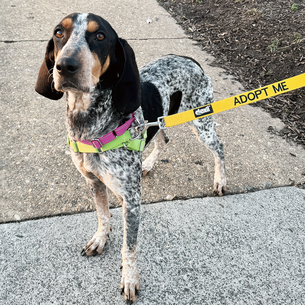 lostdogrescue's tweet photo. Hellooooo, Dolly Parton! Now that her pups are adopted, this gorgeous mamma is ready to strut right into your lovin’ heart. Confident &amp; playful, superstar Dolly Parton is at ease leading the way on a walk or kicking back with you for a snooze.

Meet Dolly https://t.co/LEYJZnPT60 https://t.co/2oIYL60L8S