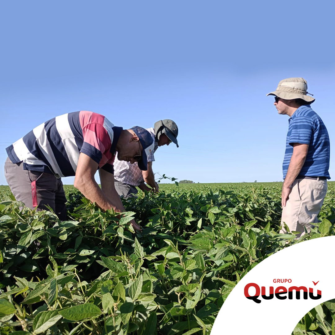Cereales Quemú de Grupo Quemú tweet media