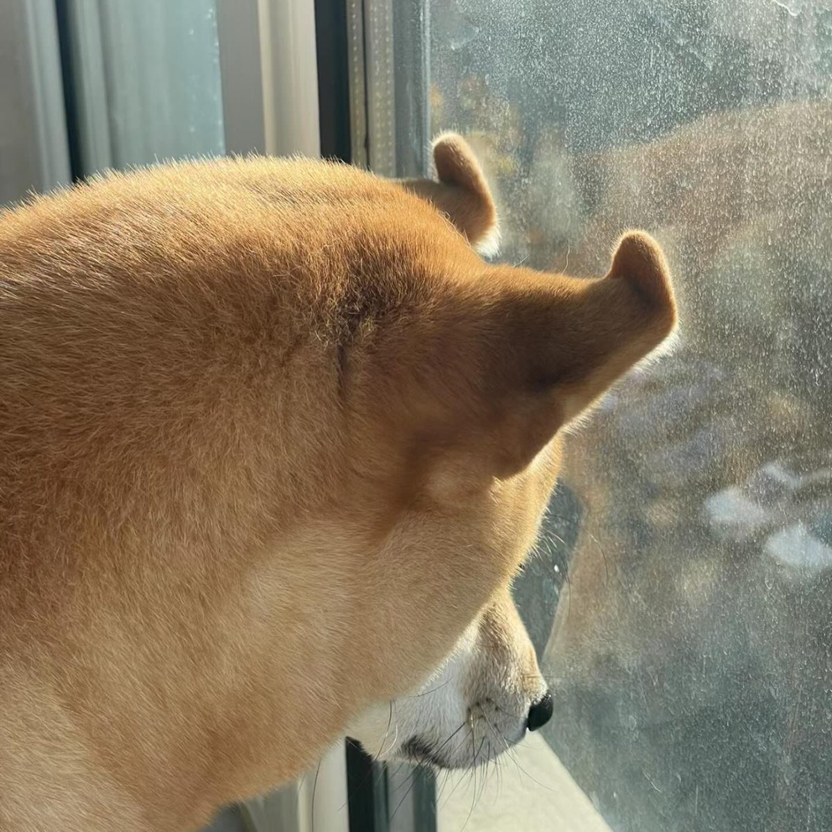 dog_rates's tweet photo. This pup is the definition of being locked in. Nose has made contact with the glass. Ears have been deployed for stability. Eyes are on the prize (a small bug outside). 14/10 https://t.co/4KMiPOxgM1