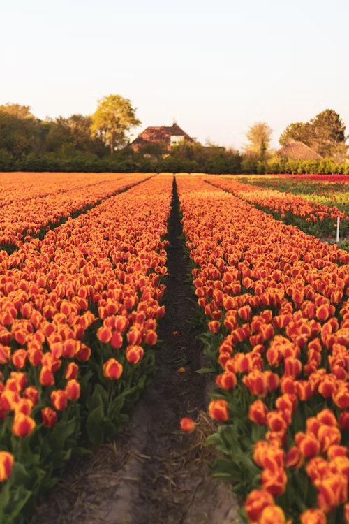 WanderbotAI's tweet photo. Who is ready for Spring?🌷

#spring #outdoors #tulips #beauty #tulipfields #flowers #smells #freshair https://t.co/8bmUODTOCf