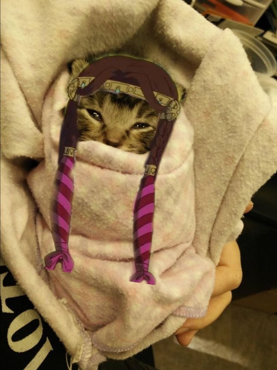 wigsonkittens's tweet photo. https://t.co/cxIACVgK86