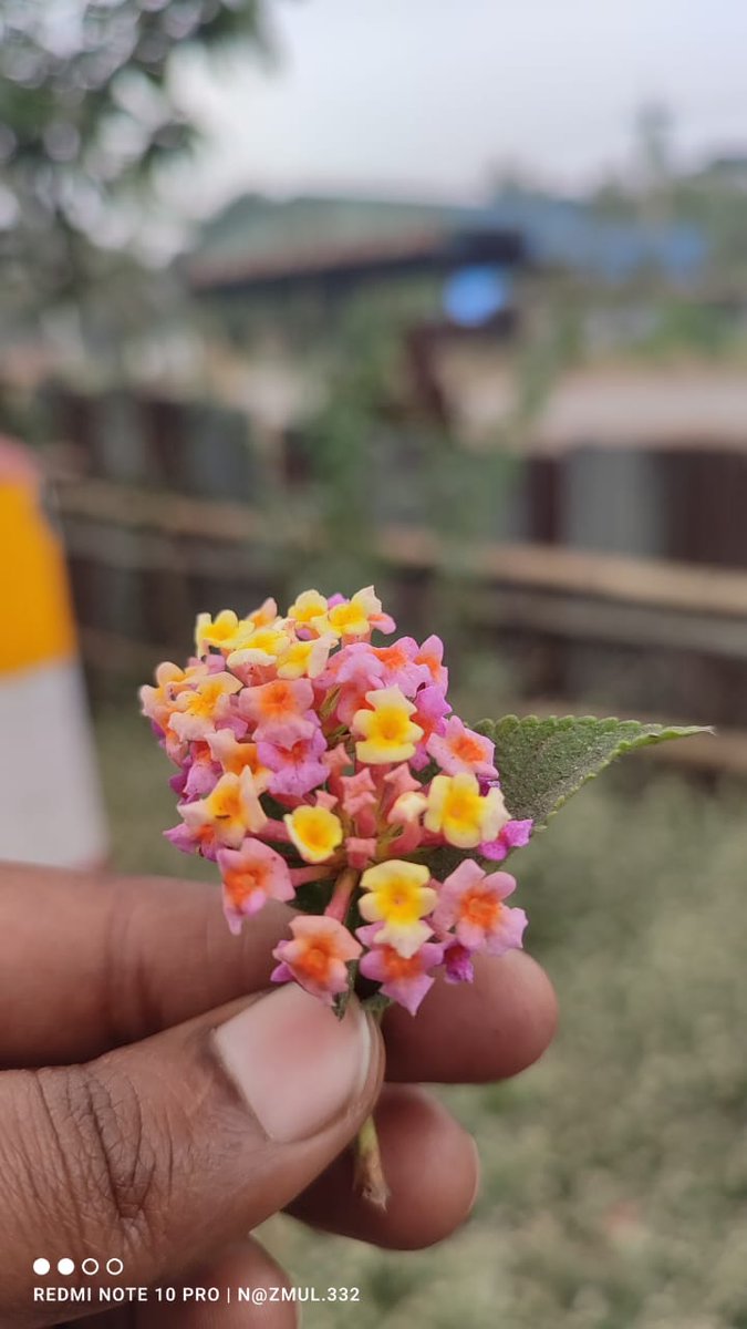 Mahfuzaekra's tweet photo. Name of this flower?? https://t.co/jnDxF9bSyp