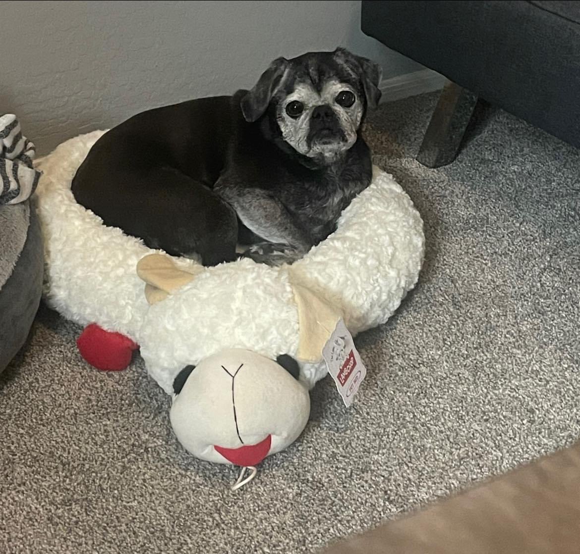 Poor Henry, got him a lamb chop bed for his birthday, but he’s had to fight for it all day! Guess we should have bought 3 of them 😂