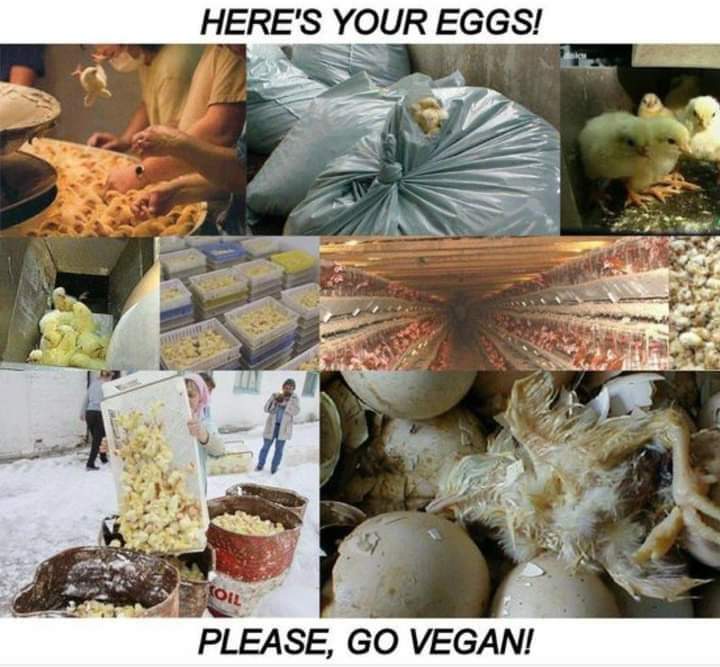 Here's your eggs; FYI. 
#BanFactoryFarming #StopTheTorture #ItsNotFoodItsViolence