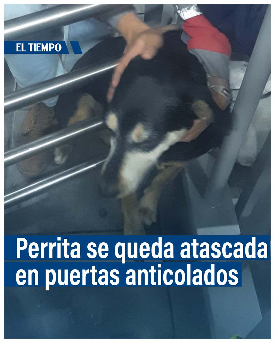 ELTIEMPO's tweet photo. 🚨 Herida y atascada se encuentra una perrita en puertas anticolados de TransMilenio. La situación se registra en el Portal de las Américas. Esto se sabe⬇️
https://t.co/PjdwpZxdfb https://t.co/NIEReJQsBg