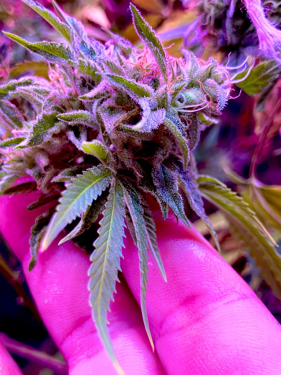 Jewels03122's tweet photo. Week 9 #sunsetsherbert #growyourown #cannabisculture #cannabisdaily #cannabiscommunity @lisamarie552 she’s just a beauty so sticky and the smell fills the whole house like the best air freshener ever 😝🤣🔥🤤 https://t.co/VJs7B65h2p