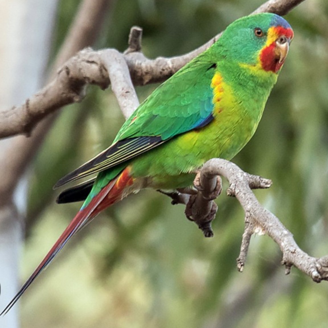 LiveMusicAust's tweet image. Is @taylorswift13 related in any way to the  endangered #swiftparrot of #Tasmania? @TSTheErasTour
