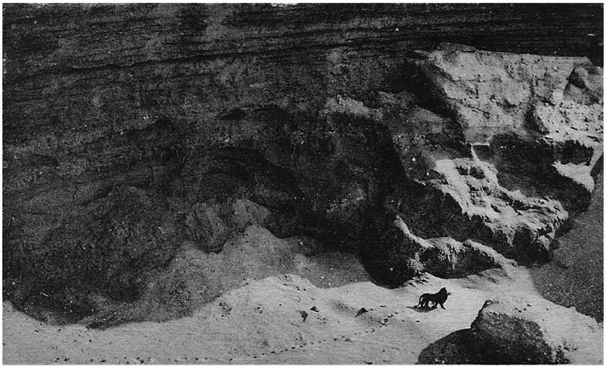 In 1925, a man flying from Casablanca to Dakar photographed a Barbary Lion in the Atlas Mountains. 

This photo is special because it's the last known picture of a wild Barbary Lion before they went extinct. 

This lion, often called the Egyptian Lion, was famous its size and