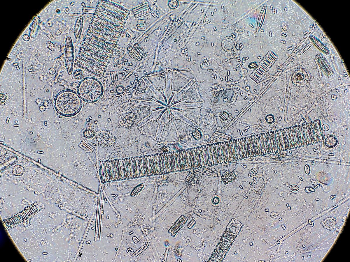 Ant_Partnership's tweet photo. Our #MISO voyagers have created a mini @_SouthernOcean aboard @CSIRO research vessel #RVInvestigator, to explore the amazing links between phytoplankton biology and cloud formation.

Read more 🦠↔️🌨️ https://t.co/sVJUyA180N

Blog – https://t.co/mNNtcEgWmP

📷 C Traill, @RStrzepek https://t.co/3yp2A61YqN