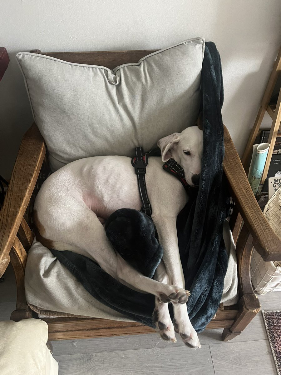 LolaPatolla's tweet photo. Some more pictures of Tully…. https://t.co/g46lFdYUXa