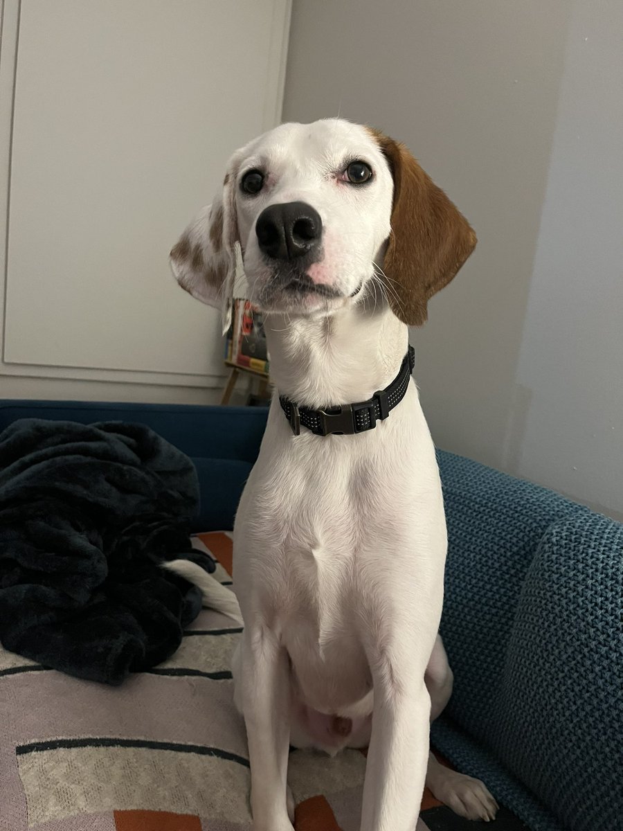 LolaPatolla's tweet photo. Some more pictures of Tully…. https://t.co/g46lFdYUXa