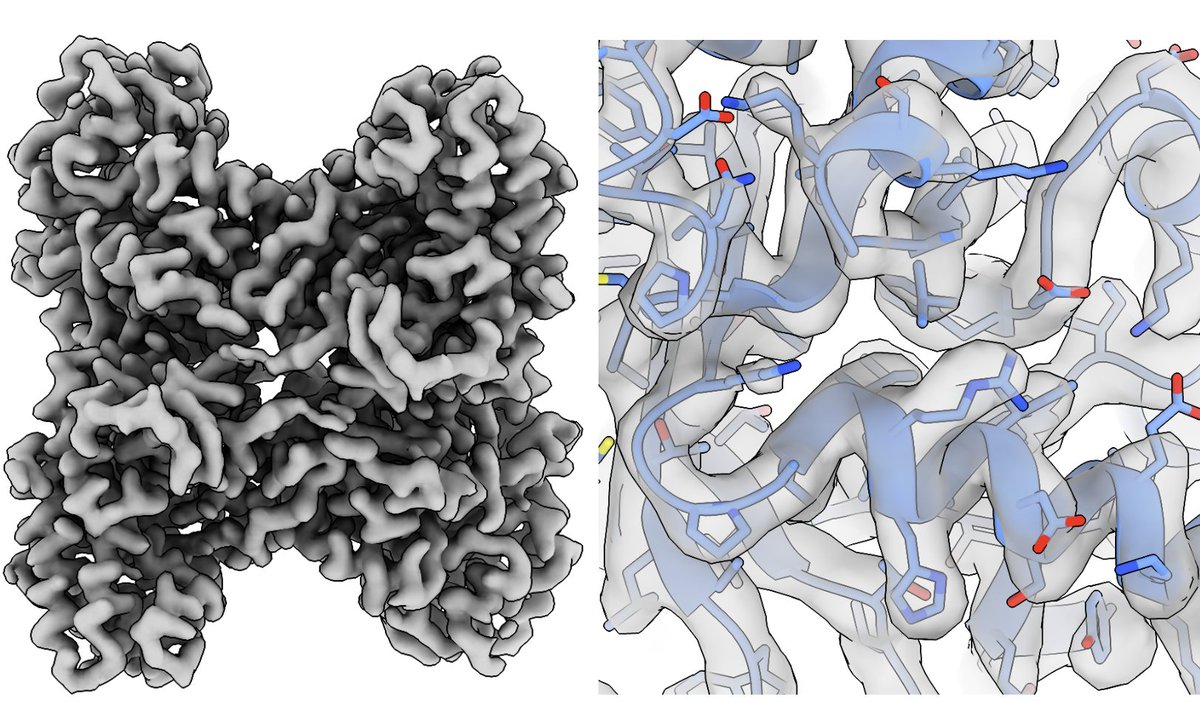 Further evidence of high-resolution capabilities at 100 keV with a side-entry cryo holder using the @GatanMicroscopy Alpine detector. It even performed better than the K3 on a small sample - Great collab with colleagues in Verba lab @UCSF biorxiv.org/cgi/content/sh…