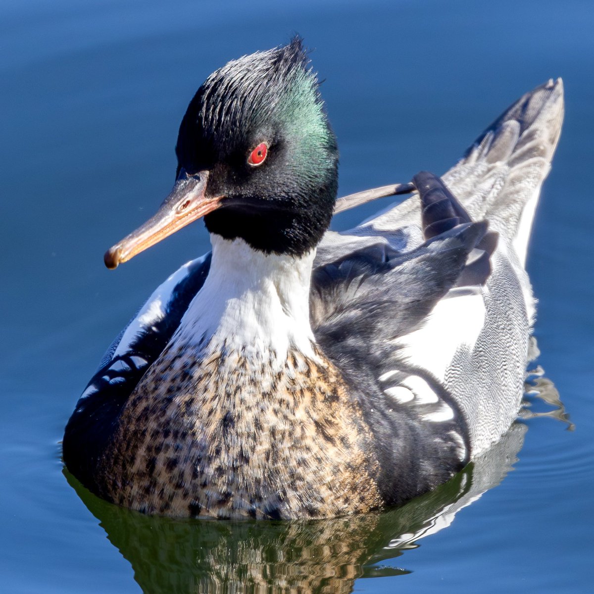 BillRegner's tweet photo. Red-breasted Merganser at Jacqueline Kennedy Onassis Reservoir in Central Park this afternoon  #birdcpp https://t.co/YXhLCXJuML