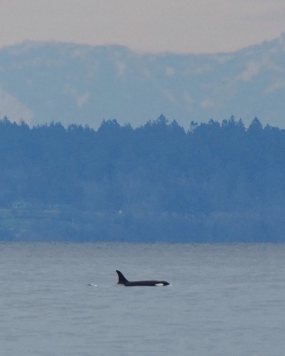 lostfrequency__'s tweet photo. J19 today in the Strait of Georgia. ID by B. Bissonnette Photo by R. Hayden  #srkw #southernresidentkillerwhales #savewildsalmon https://t.co/U1PJZqG0KY