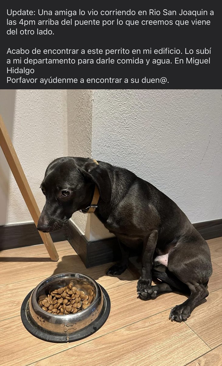 Sonia_Mst's tweet photo. @MascotasSismo @ERIFERCA @LetyVarela @Alina_Gag 
Perrito perdido CDMX Miguel Hidalgo, Río San Joaquín.

19 de febrero https://t.co/uWzXQUpMCi