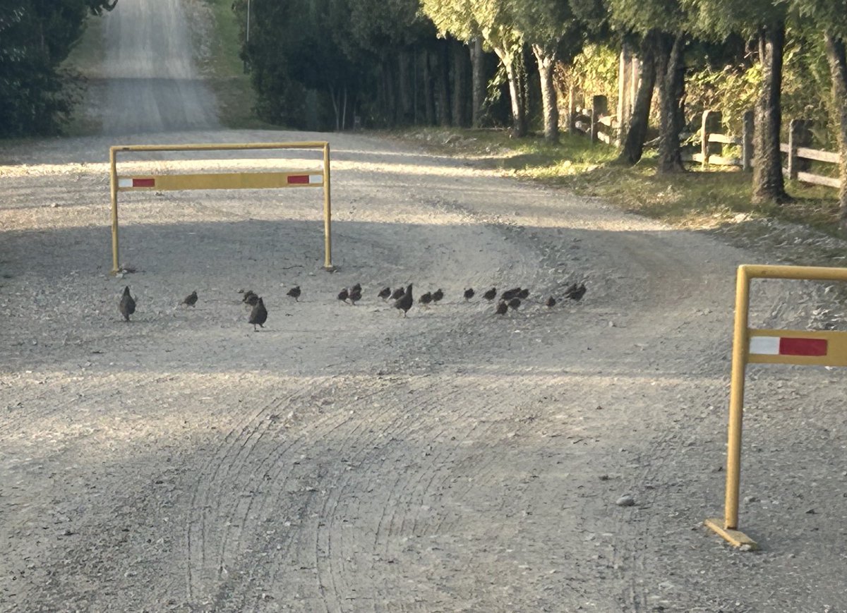 PatriciaStambuk's tweet photo. La familia codorniz da un ejemplo de respeto a las señales de tránsito. Adorables. #aves #avesdeChile #codornices https://t.co/JecaLf3DSt