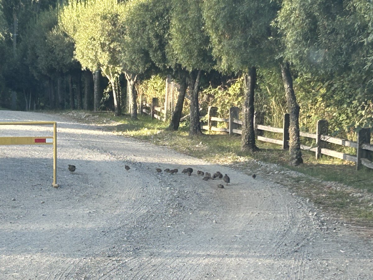 PatriciaStambuk's tweet photo. La familia codorniz da un ejemplo de respeto a las señales de tránsito. Adorables. #aves #avesdeChile #codornices https://t.co/JecaLf3DSt