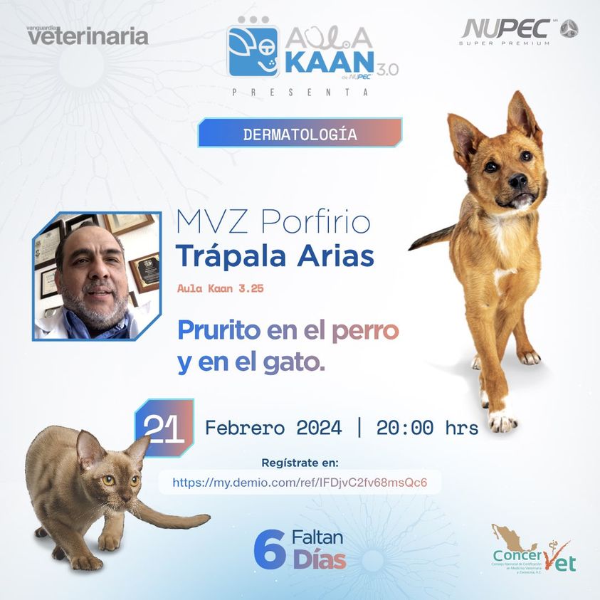 SQUENDA's tweet photo. 💻 Prurito en el perro y en el gato
👤 MVZ Porfirio Trápala Arias
📆 21 de febrero 2024 | 20:00 hrs 
😉Organiza: #AulaKAAN #NUPEC
🎥Transmisión: #VanguardiaVeterinaria
📭Pide link a informes@squenda.com.mx con tu NOMBRE+WHATSAPP+NOMBRECURSO https://t.co/OwB4PUSuej