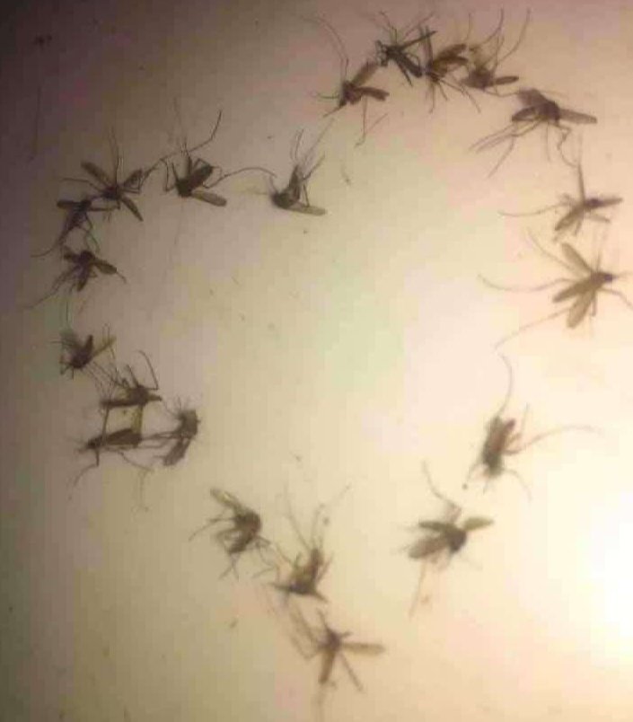 La pared de mi pieza ahora que ganó Estudiantes :