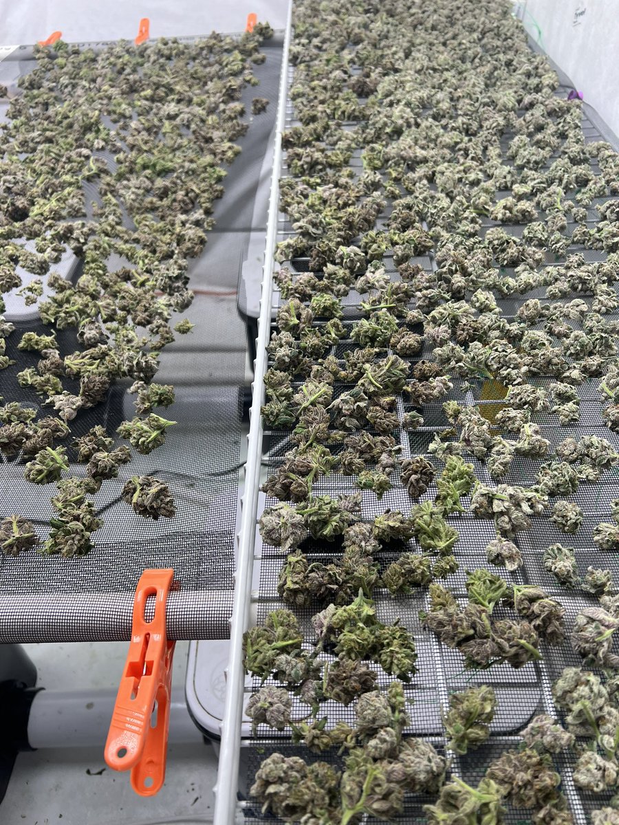 SpliffyG's tweet photo. Had to wet trim, but drying is going great!
18c @ 60%rh
#growyourown #hydroponics #growgreenplanet #greenplanetnutrients #cch20 #cannabisdaily https://t.co/uvCFn17BbM