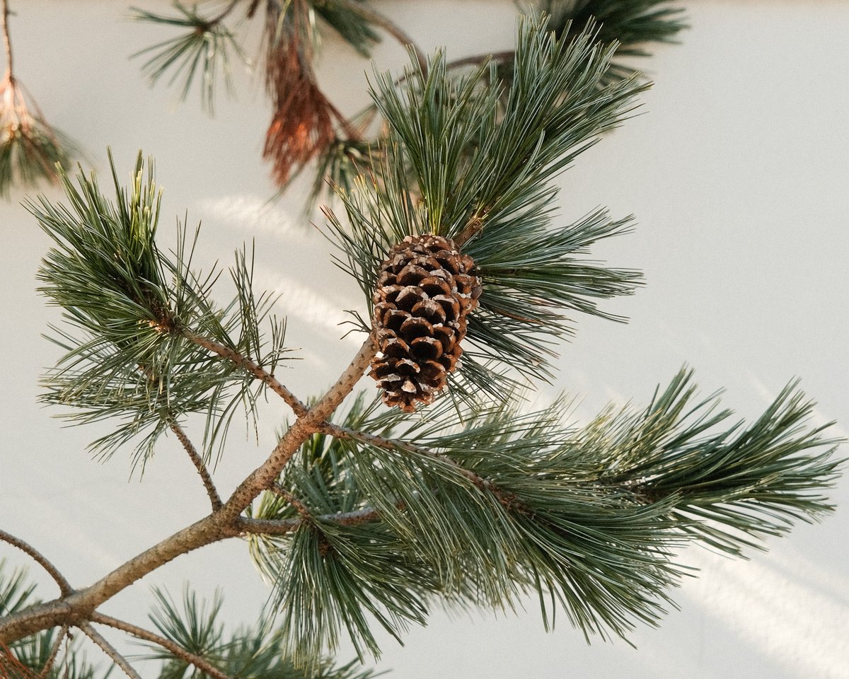 308. #photography #fujifilm #fujixt30ii #pinetrees #pinecone #treephotography