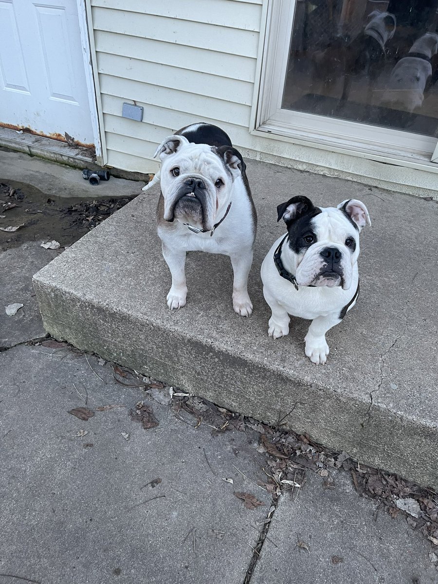 evanschip's tweet photo. @MissKatefabe Diesel and Ruckus https://t.co/BEhV1296xl