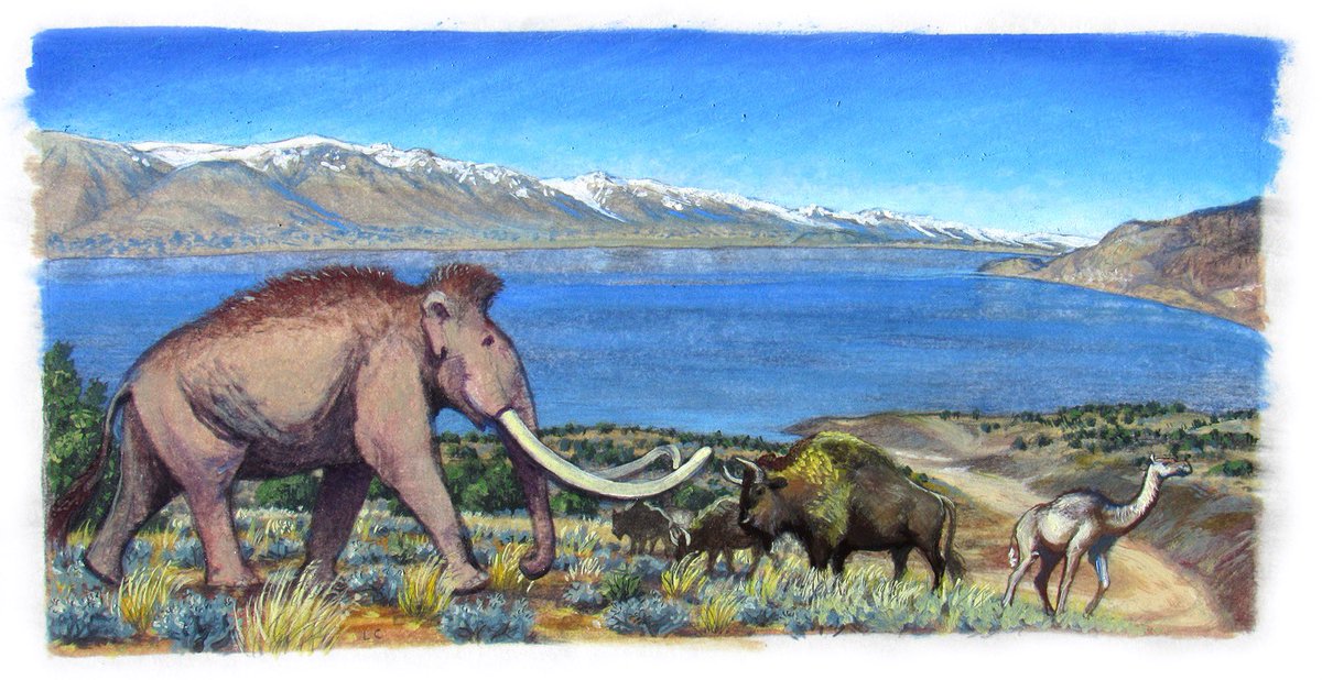 Lake Manly thread! 🧵Death Valley National Park. I’ve been wanting to undertake a #paleoart painting of Pleistocene Lake Manly, it’s Ice Age vegetation, and megafauna for a long time. This quick small illustration is of Pleistocene Owens Lake w/ Columbian mammoth, bison, camel