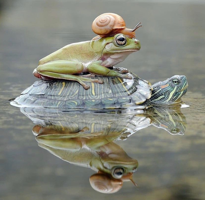 GGvjp9NW8AARti7?format=jpg&name=900x900