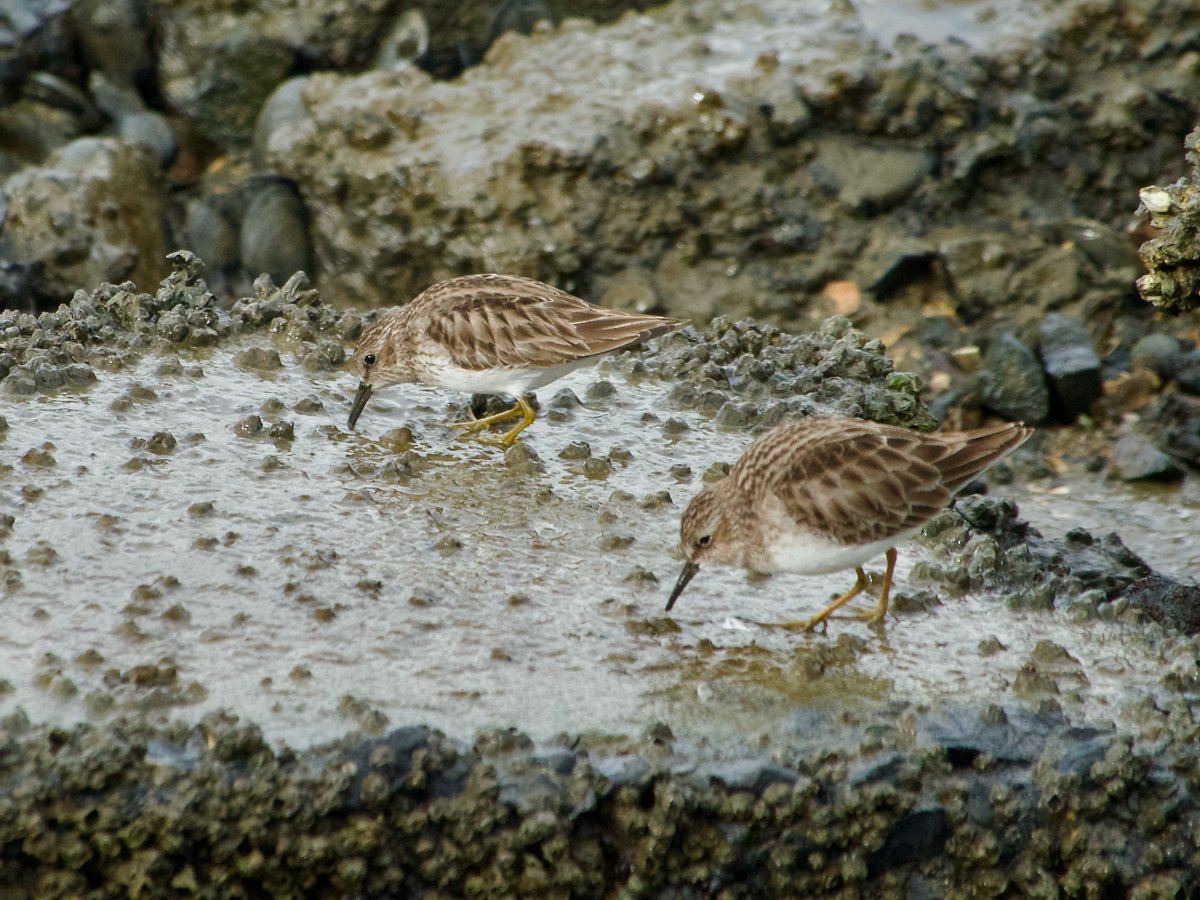 Least Sandpiper on SF Bay in between rain squalls during the #GBBC.