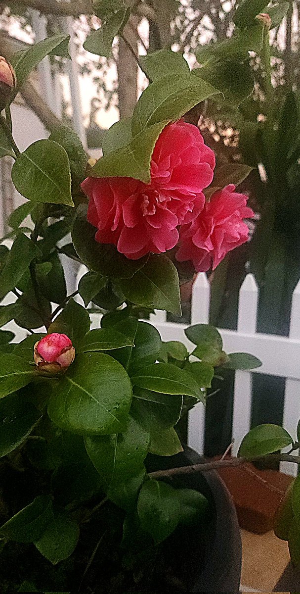Burlandofam's tweet photo. In the garden on a blessed, rain-soaked Monday.  The world doesn't seem as dysfunctional when I come across these gif2ts. https://t.co/r6g9M60Oqd