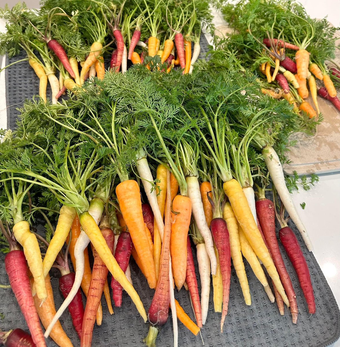 MCES students harvested these beautiful carrots from their school garden! <a href="/WCPSS/">Wake County Public School System</a>