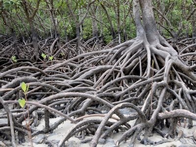 AustralianCoastalSociety (@austcoastalsoc) on Twitter photo Bruce Thom's latest blog talks about Colin Woodroffe's remarkable academic career, and mangrove-rich sediments dating back to c.5500 to 7000 years ago.
The full blog post can be found here: australiancoastalsociety.org.au/acs-blog/2024/…
#BigSwamp #AustralianCoastalSociety #BruceThom Bruce Thom's latest blog talks about Colin Woodroffe's remarkable academic career, and mangrove-rich sediments dating back to c.5500 to 7000 years ago.
The full blog post can be found here: australiancoastalsociety.org.au/acs-blog/2024/…
#BigSwamp #AustralianCoastalSociety #BruceThom