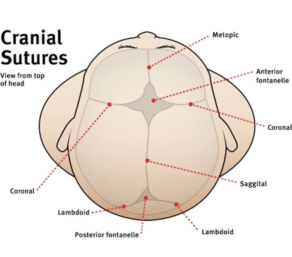 Cranial sutures