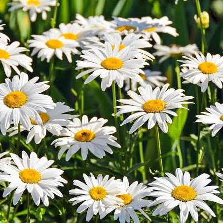 Daisypetit5's tweet photo. #NewProfilePic https://t.co/xvquw3Qvo4