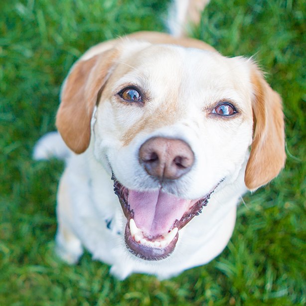 alison4wags2go's tweet image. 🦷February is all about pet dental health!
We have a class tomorrow diving into effective dental care routines and how our products support oral health. Comment with the tooth emoji 🦷below for more info. Let's help give our pets healthy smiles! Alison💚🐾🌴