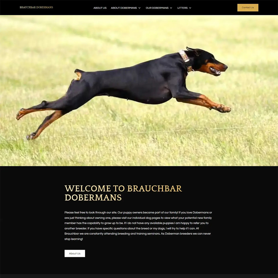breedpost's tweet image. Unveiling elegance in every click! We're proud to showcase Brauchbar Dobermans' new website with a stunning gold and black design, this site perfectly mirrors the excellence of their champion show dogs. Visit their site: brauchbardoberman.com