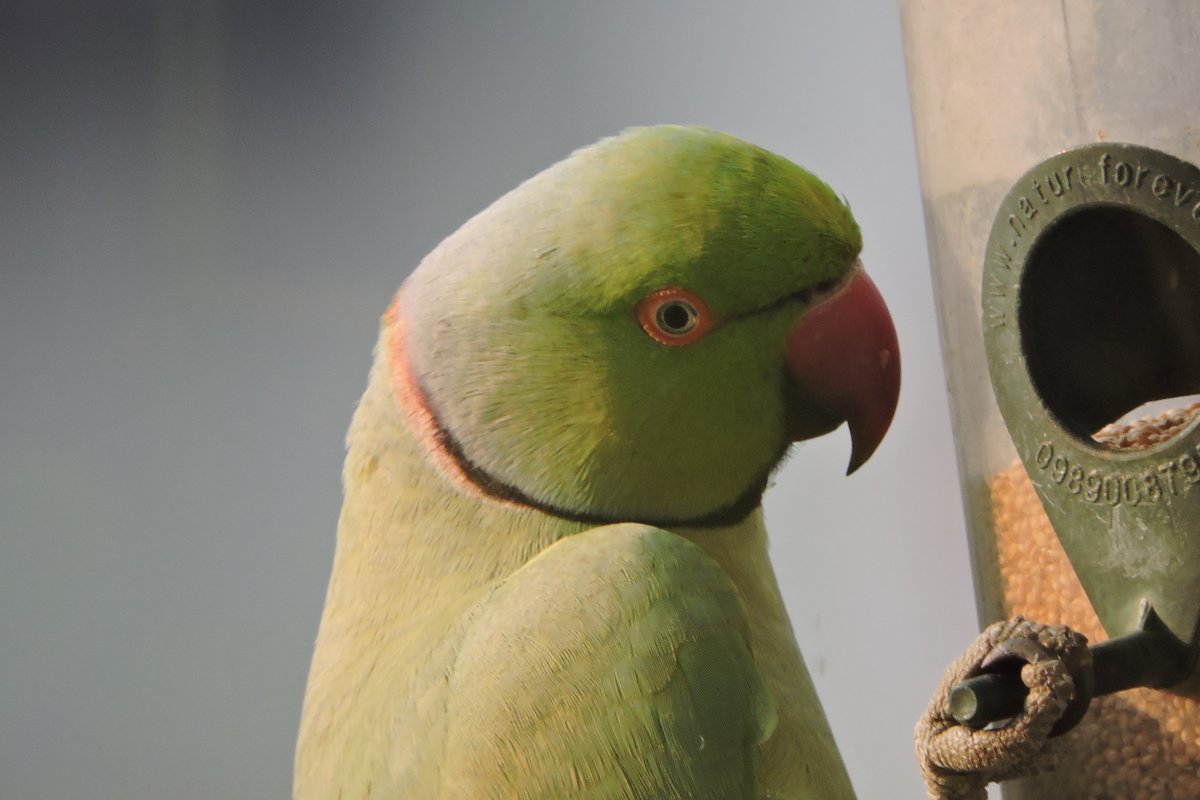 The #eyes. The look!

#mumbai #IndiAves #BirdsOfTwitter #parrot #birdsofindia #birds #nature #Nikon