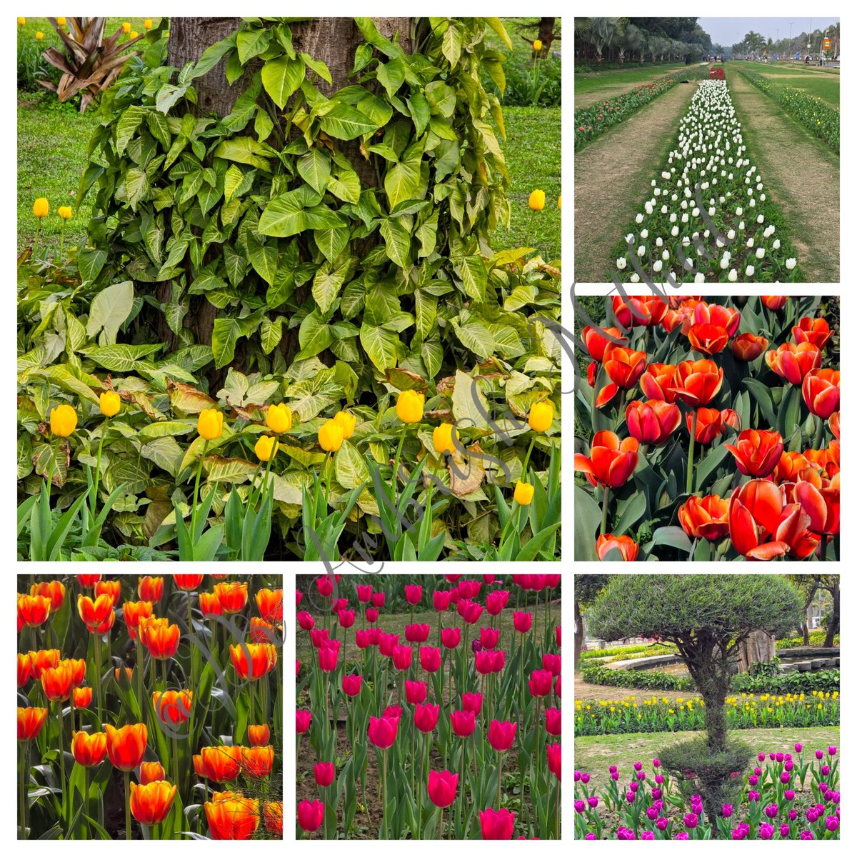 DrAmbrishMithal's tweet photo. #Delhi continues to enthrall as #tulips are blooming
These are from #Shantipath
#Chanakyapuri
Take out the time to pay a visit
#spring #flowers #delhispring #flowerphotography #tulipmania #ndmc #ndmctulipfestival #tulipfestival
#heritagephotographyclub https://t.co/9mkQQviCXE